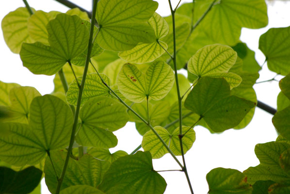 layers of foliage seen from below