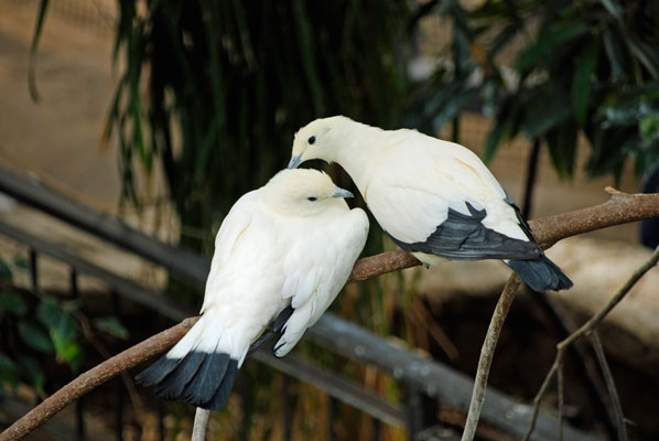 a pair of Pied Imperial Pigeons