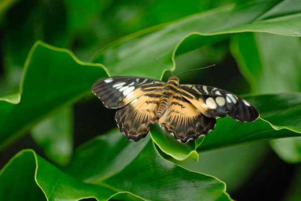 a butterfly rests on a leaf at the Niagara Parks Butterfly Conservatory