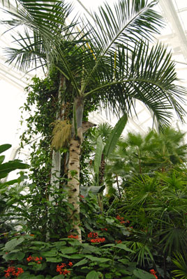 a view of the sky through the trees inside the conservatory
