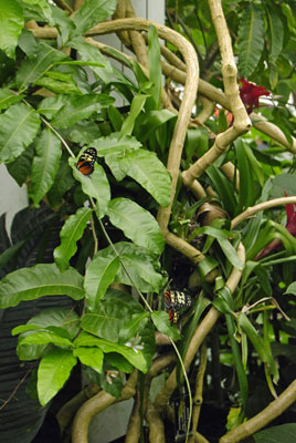 butterflies among the lush plants of the conservatory