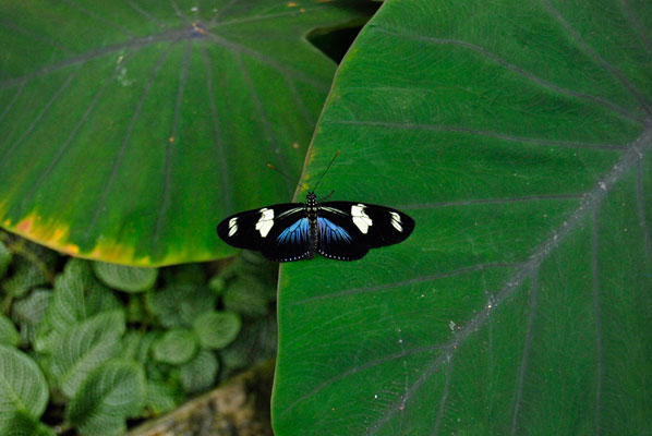 a striking black, white and blue butterfly sits with wings spread