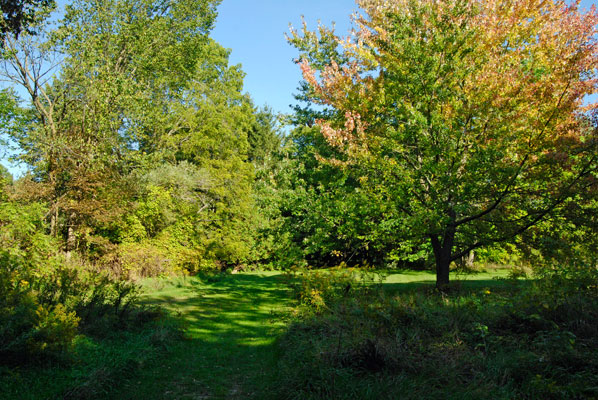 a grassy path in the conservation area near Creemore, Ontario