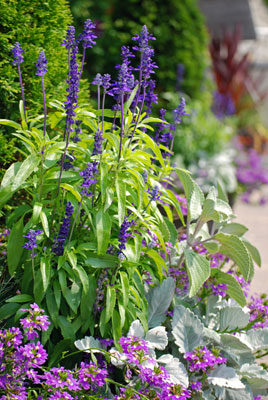 purple flowers in a border