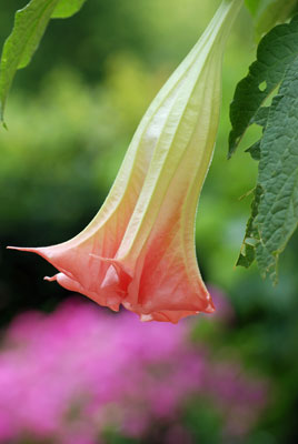 close-up of a flower