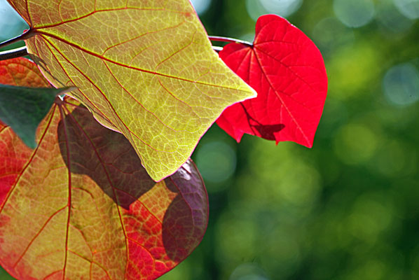 back-lit leaves glow red and gold