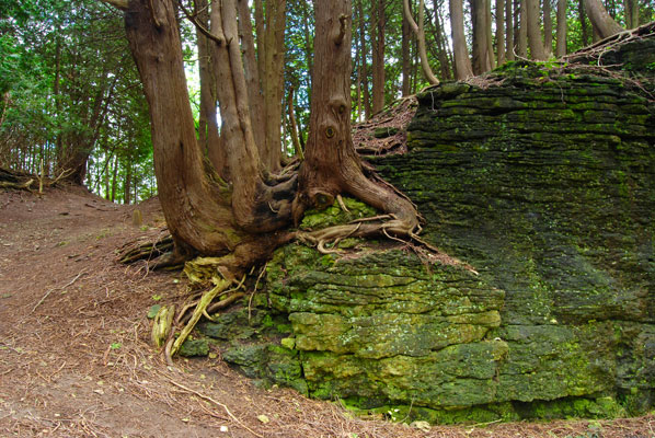 trees cling to a wall of rock near the Elora Quarry