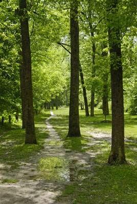 a path winds among trees at Guild Park and Gardens