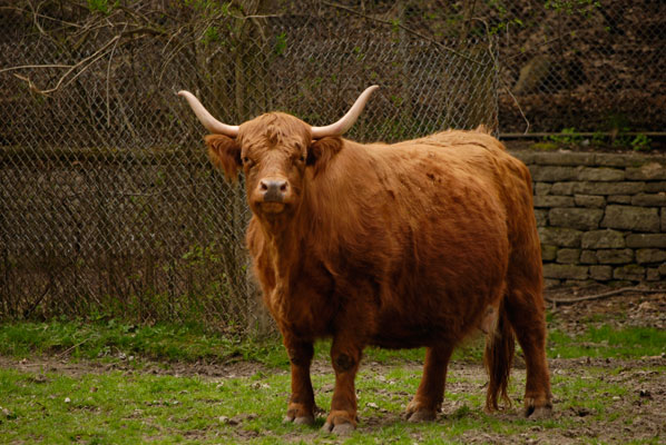 Highland Cattle