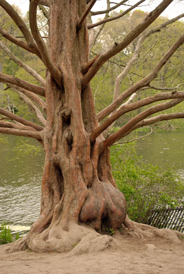 roots and branches of an old tree in High Park