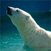 image of polar bear at the Toronto Zoo