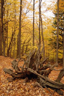 the roots of a fallen tree create a natural sculpture in the woods