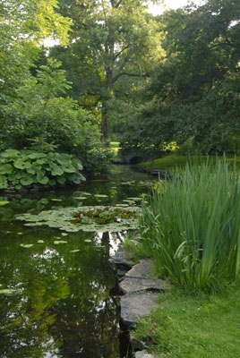 a view across a the lily pads towards a bridge