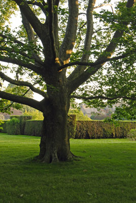 a stately tree outside the hedges of the Herb Garden
