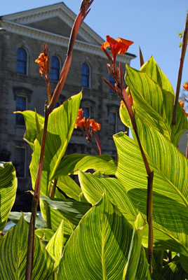 sunlight shines through the striped leaves of canna lilies across from the Court House