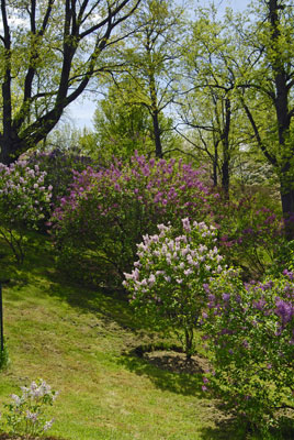 lilacs on a hillside in the Royal Botanical Gardens Arboretum