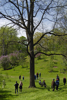 visitors walk down into the Lilac Dell