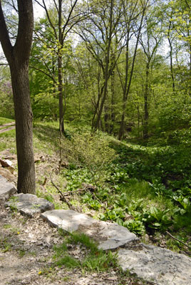 a woodland walk at the Arboretum in the Royal Botanical Gardens