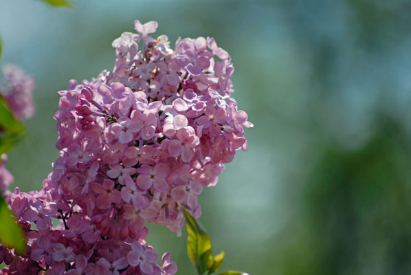 a close-up of pinky mauve lilac blossoms