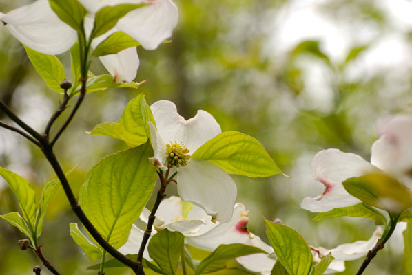 a close up of pretty white dogwood flowers