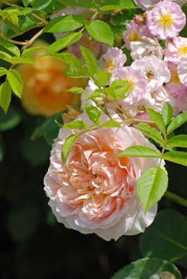 close-up of pink roses