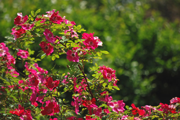 branches of deep pink and red single roses