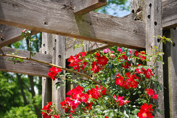 a red climbing rose