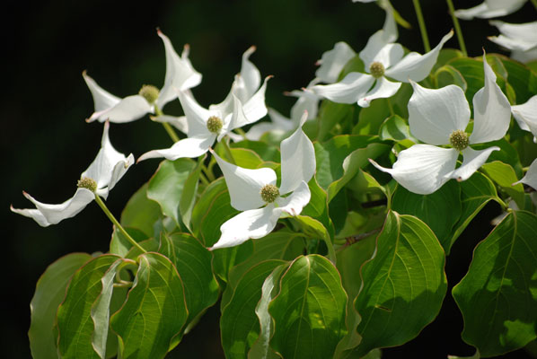 close-up of white dogwood flowers in Hendrie Park