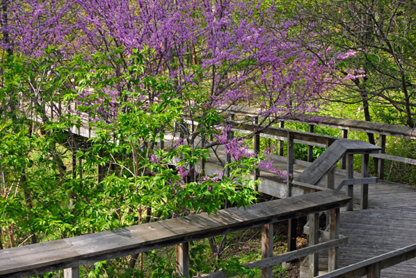 the boardwalk bends around flowering redbud