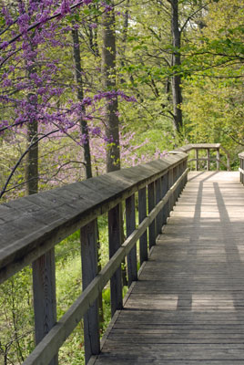 the boardwalk and redbud branches