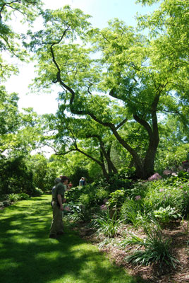 twisting tree branches arch over the green foliage of hosta beds in the Laking Garden