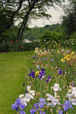 long iris beds
