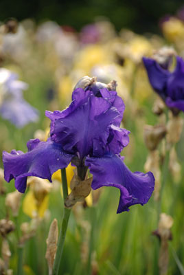close up of deep blue iris