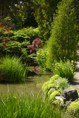 water plants grow at the edges of a pond in the Rock Garden