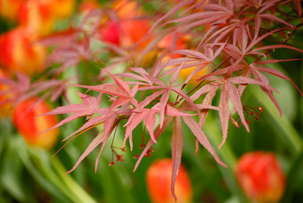 a close-up of red Japanese maple leaves, backed by vibrant red and gold tulips