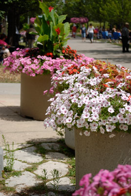 a series of planters filled with flowers border a walkway in Richmond Green Park