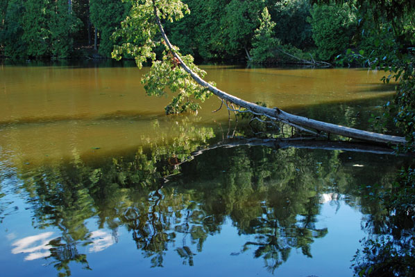 relections of sky and trees in the water