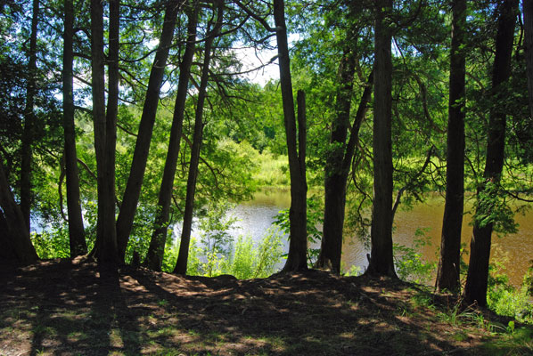the river seen through trees