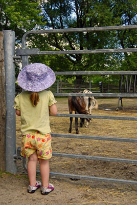 a little girl in a sunhat looks at farm animals through the bars of a gate