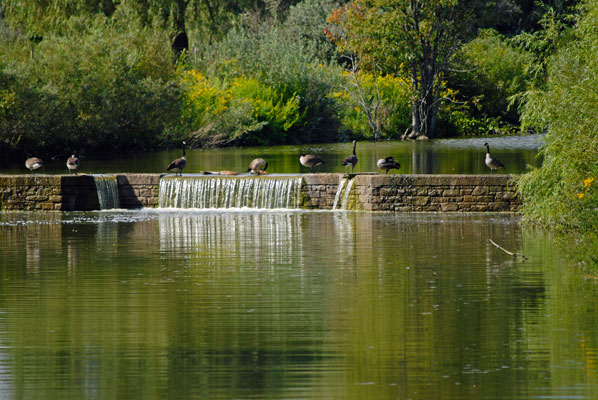 Canada geese stand on small waterfall at the Toronto Zoo