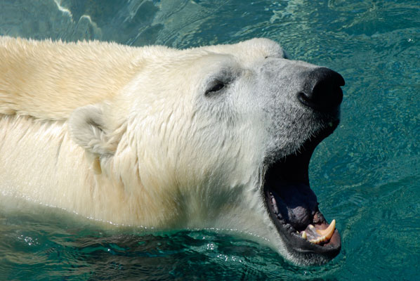close-up of a polar bear yawning
