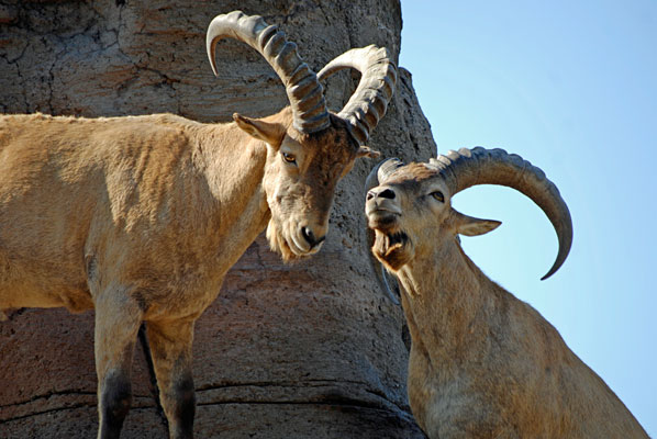 a pair of West Caucasion turs