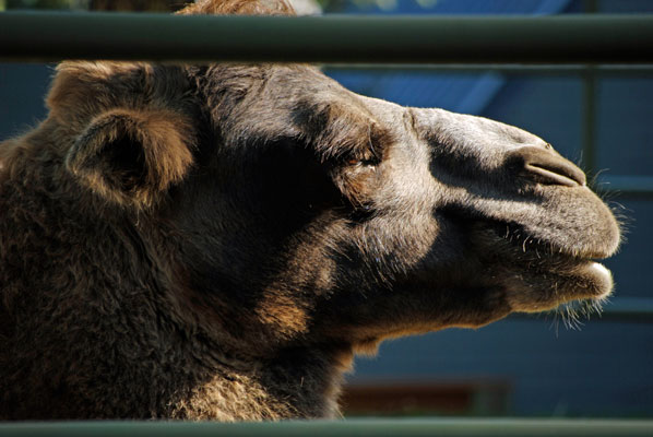 close-up of a camel’s head