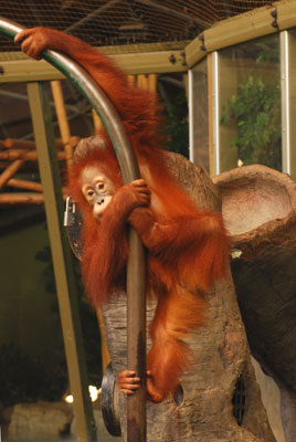 a young orangutan plays on a climbing structure in his zoo habitat
