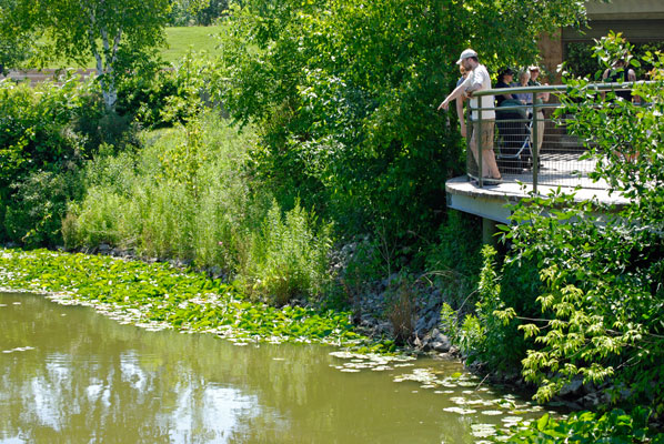 visitors watch for fish in a pond
