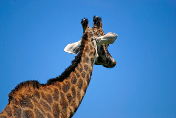view of giraffe walking away