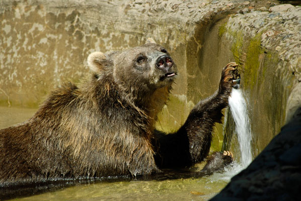 grizzly bear turns its head with one paw covering the spraying water