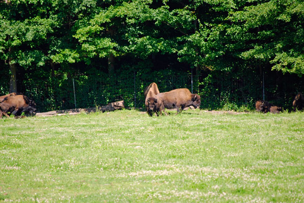 wood bison in a meadow at the Toronto Zoo